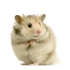 Web_hamster